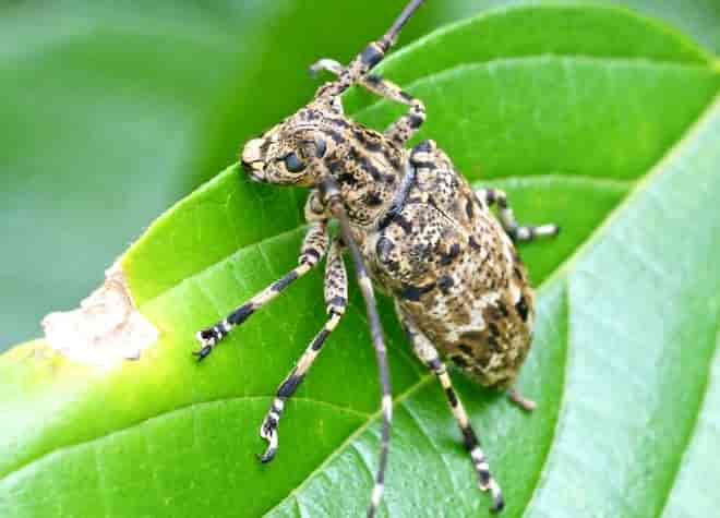 昆虫図鑑・ナガゴマフカミキリ